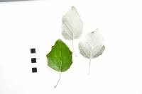 Peuplier blanc  - Feuilles (Populus alba)